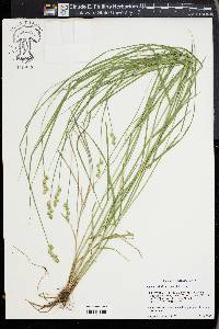 Carex albolutescens image