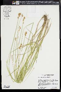 Carex albolutescens image