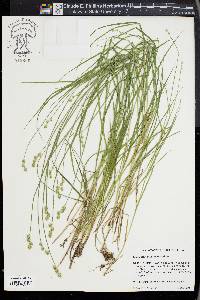 Carex albolutescens image