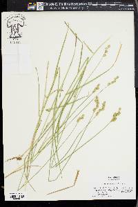 Carex albolutescens image