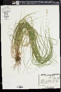 Carex albolutescens image