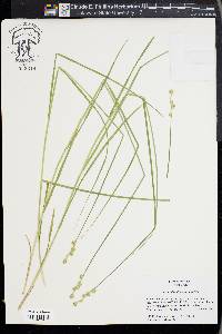 Carex albolutescens image