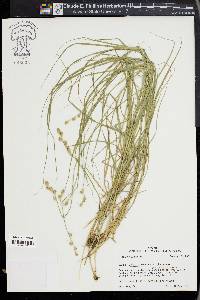 Carex albolutescens image