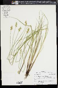 Carex albolutescens image