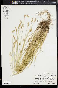 Carex albolutescens image