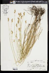 Carex albolutescens image