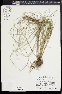 Carex albolutescens image