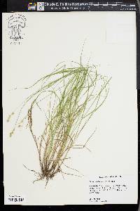 Carex albolutescens image