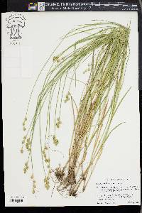 Carex albolutescens image