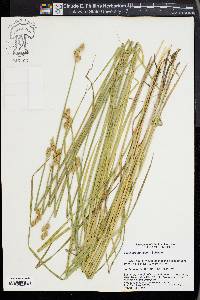 Carex albolutescens image