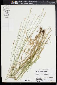 Carex albolutescens image