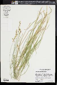 Carex albolutescens image