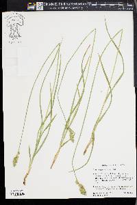 Carex amplectens image