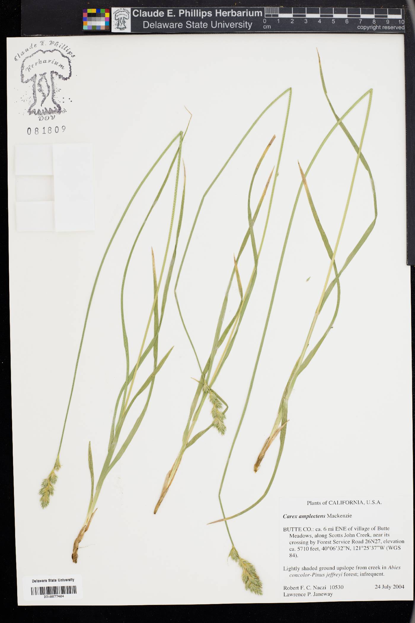 Carex amplectens image