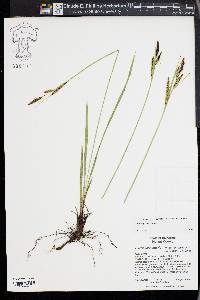 Carex angustata image