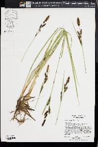 Carex angustata image