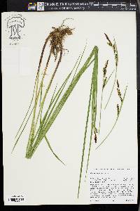 Carex angustata image