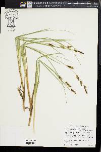 Carex angustata image