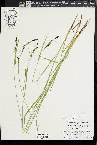 Carex angustata image