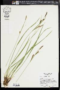 Carex angustata image