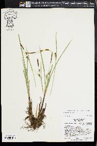 Carex angustata image