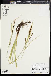 Carex angustata image