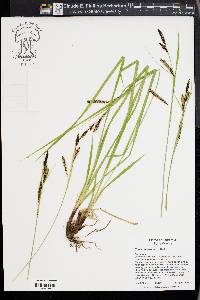 Carex angustata image