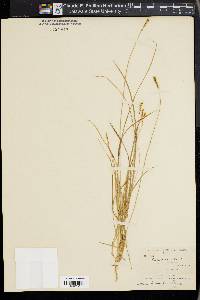 Carex anthoxanthea image