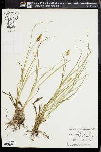 Carex arcta image