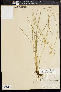 Carex arcta image