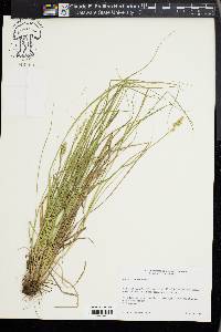 Carex arcta image