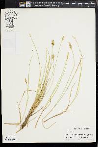 Carex arcta image