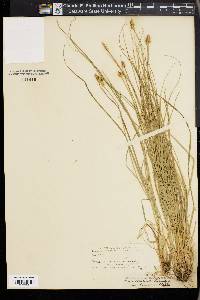 Carex arcta image