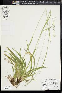 Carex arcta image