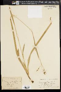 Carex arctata image