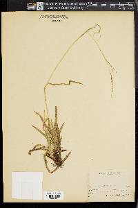 Carex arctata image