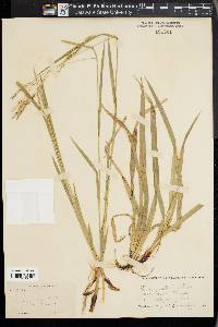 Carex arctata image