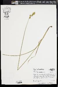 Carex argyrantha image