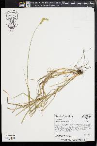 Carex argyrantha image