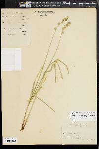 Carex argyrantha image