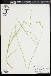 Carex argyrantha image