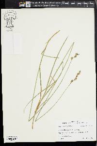 Carex argyrantha image