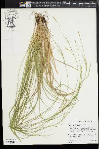 Carex assiniboinensis image