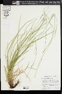 Carex assiniboinensis image