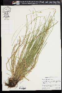 Carex assiniboinensis image