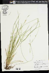 Carex assiniboinensis image