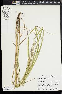 Carex atherodes image