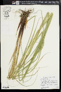 Carex atherodes image