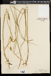 Carex atherodes image