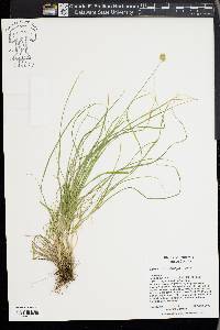 Carex athrostachya image